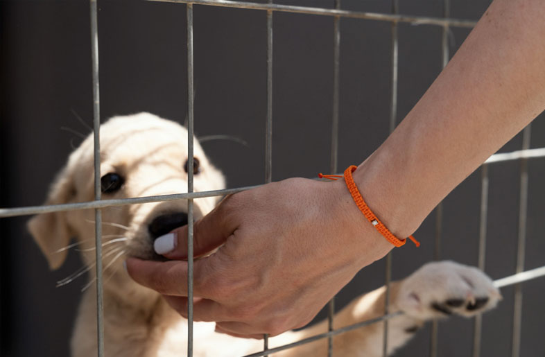 μη κερδοσκοπική εταιρεία SGS – Save a Greek stray